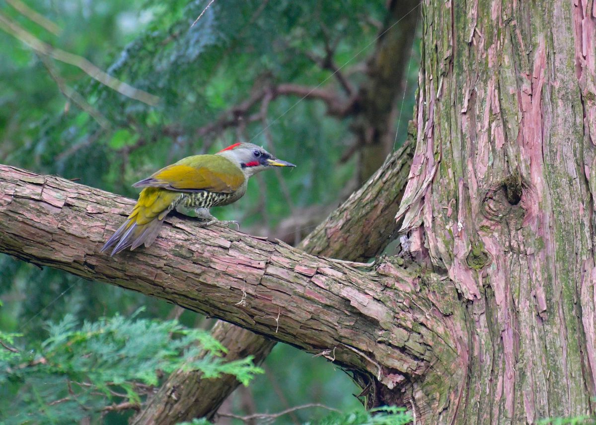 アオゲラ1 動物 鳥類 Ganref アオゲラ1 動物 鳥類 Ganref