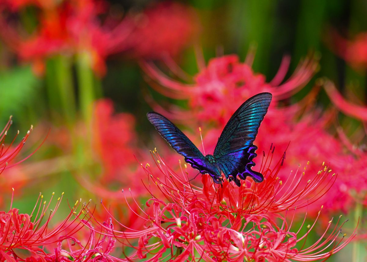 彼岸花とカラスアゲハ 動物 虫 昆虫 Ganref