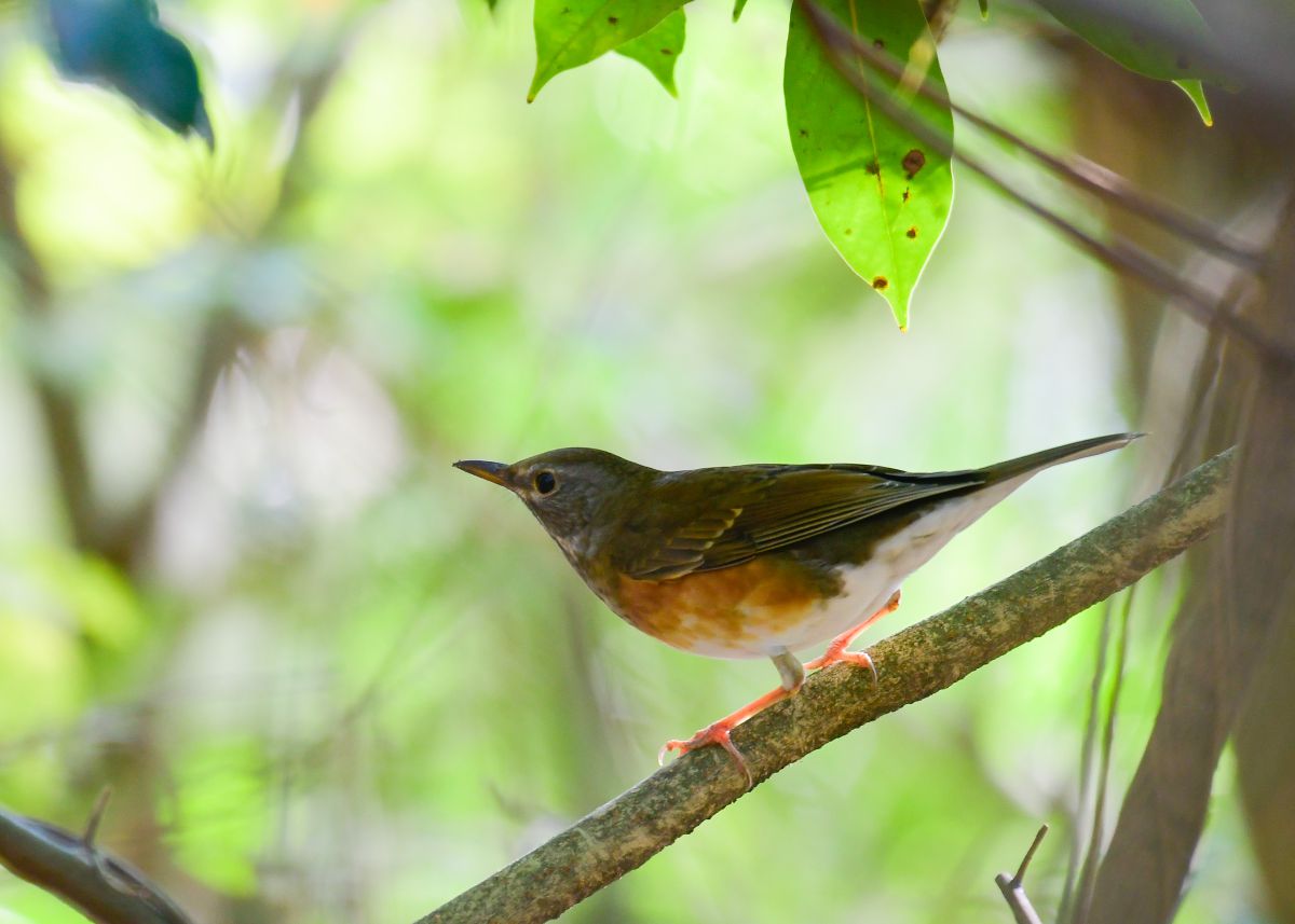 カラアカハラ 動物 鳥類 Ganref