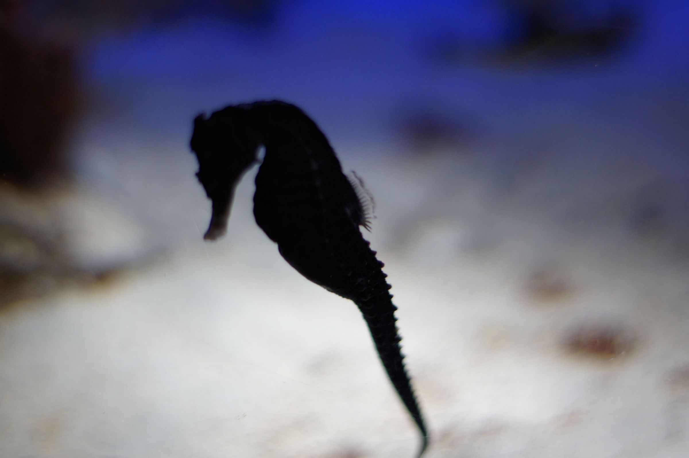 海の記憶 | GANREF