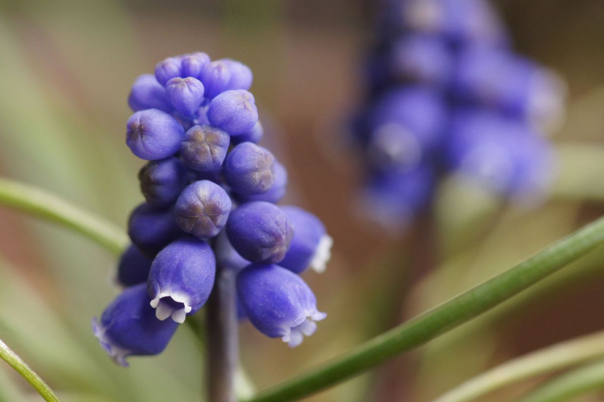 春の紫 植物 花 花びら Ganref