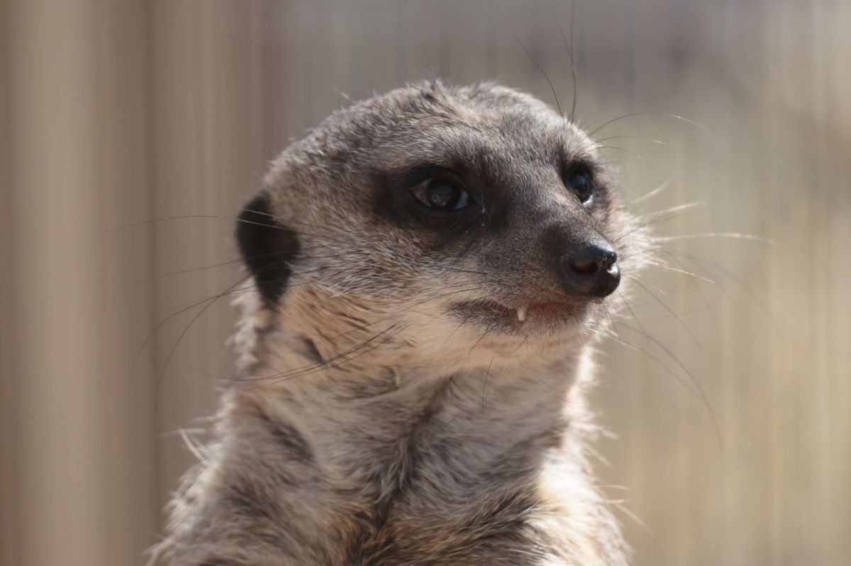 ちょっと怖い 動物 小動物 Ganref