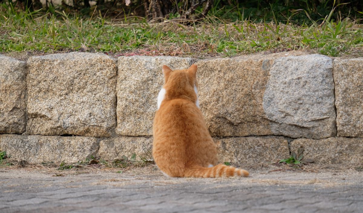壁に向かって 反省 動物 猫 Ganref