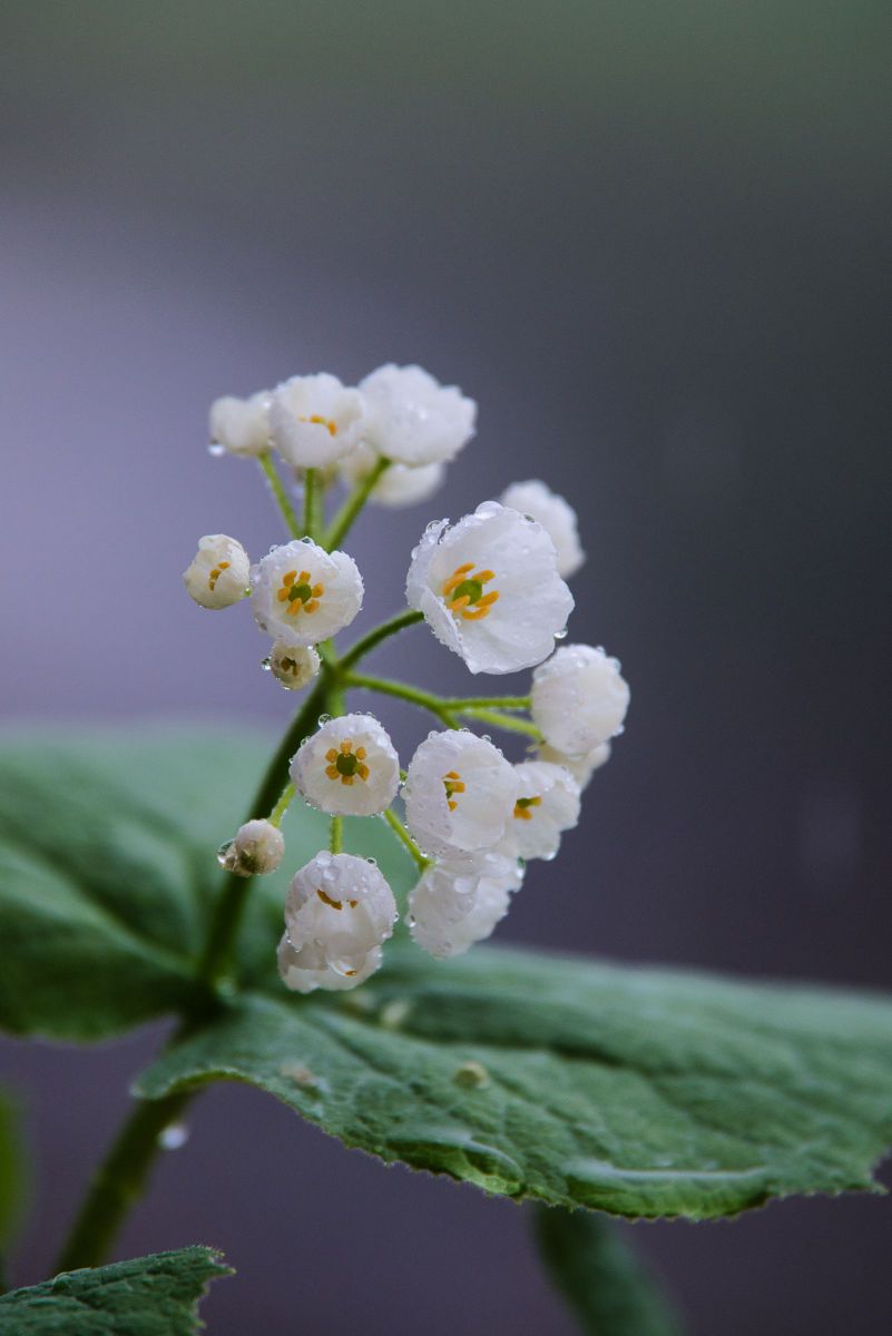 濡れて透明になる花 サンカヨウ Ganref