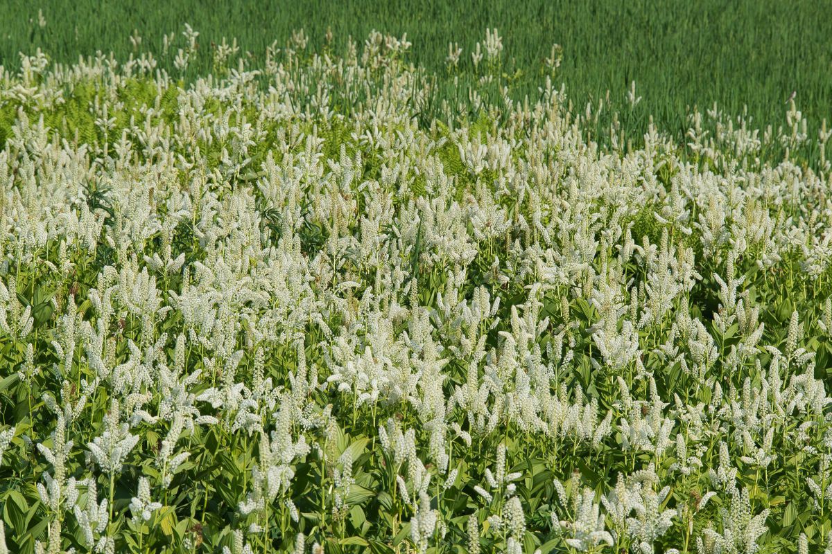 コバイケイソウ 当たり年で満開 白い幻風景 Ganref