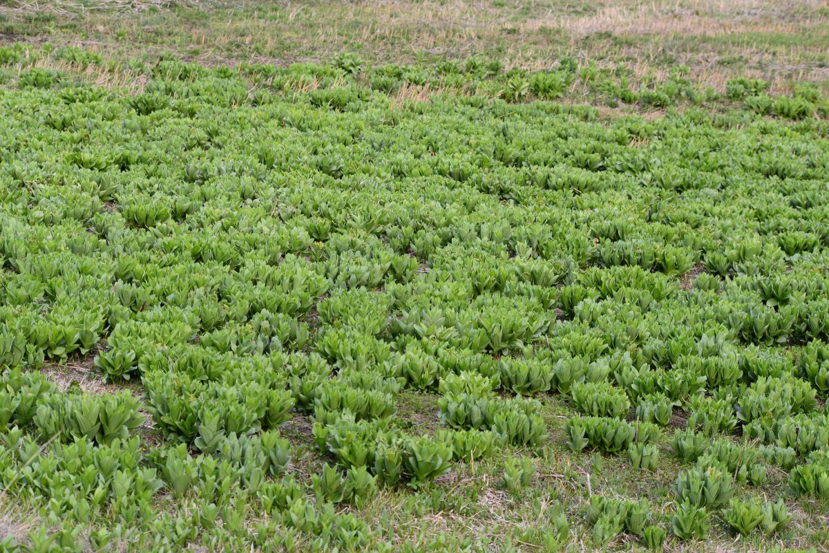 コバイケイソウ 当たり年で満開 白い幻風景 Ganref