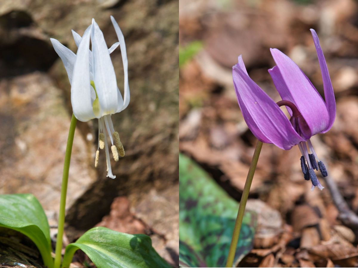 純白の春の妖精との出会い「白花カタクリ」 | GANREF