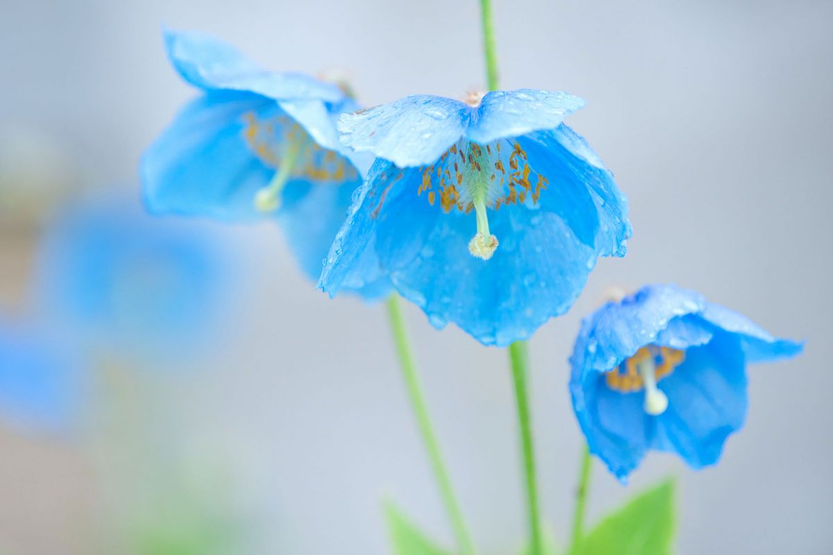 雨に濡れる ソラ色の花 Ganref