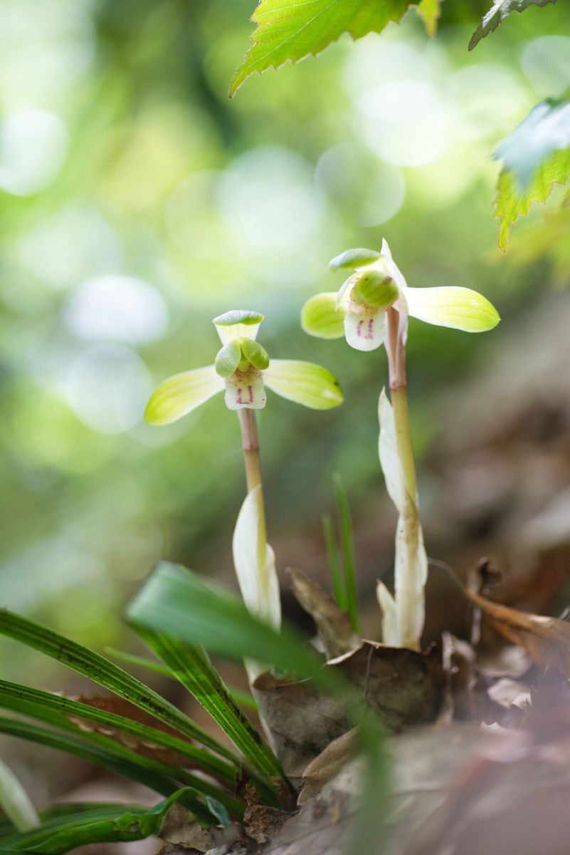 春の木漏れ日に咲く シュンラン 植物 花 花びら Ganref