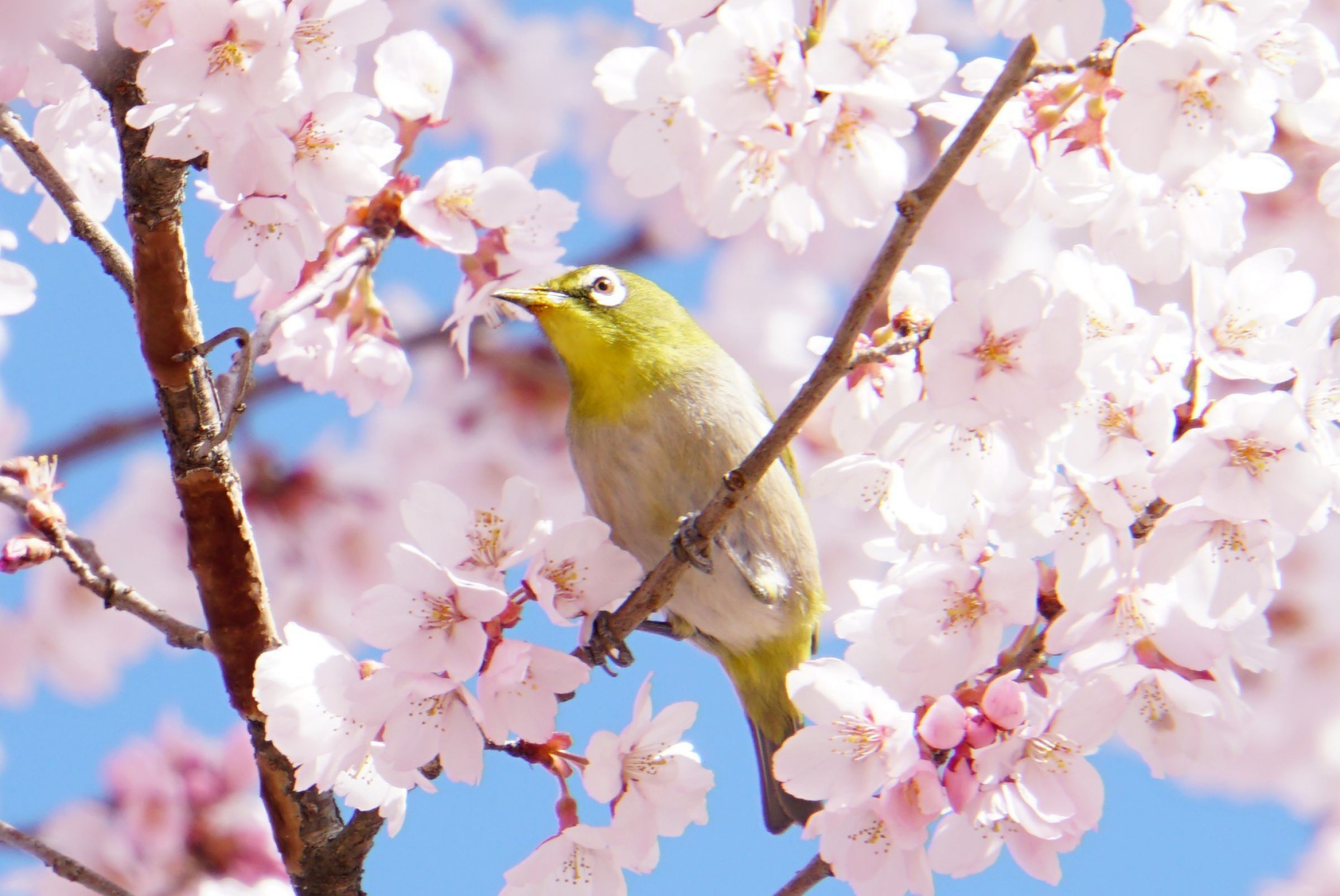 桜とメジロ | GANREF