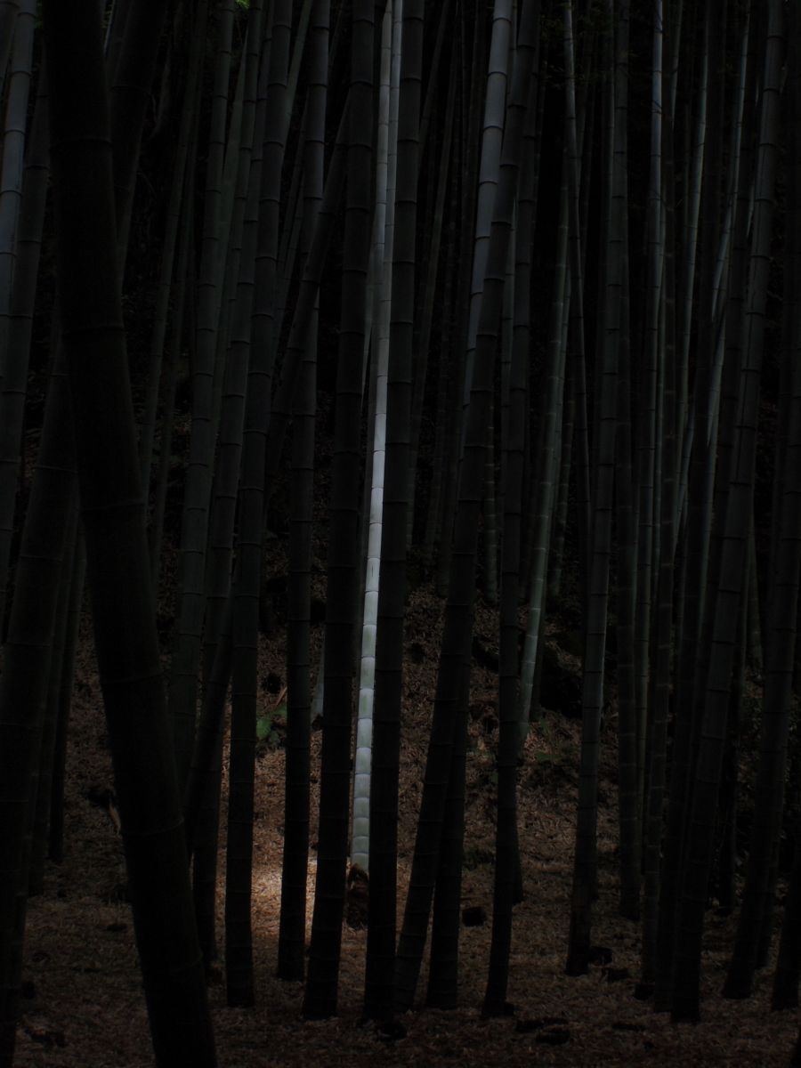 竹取物語 自然 風景 森林 Ganref