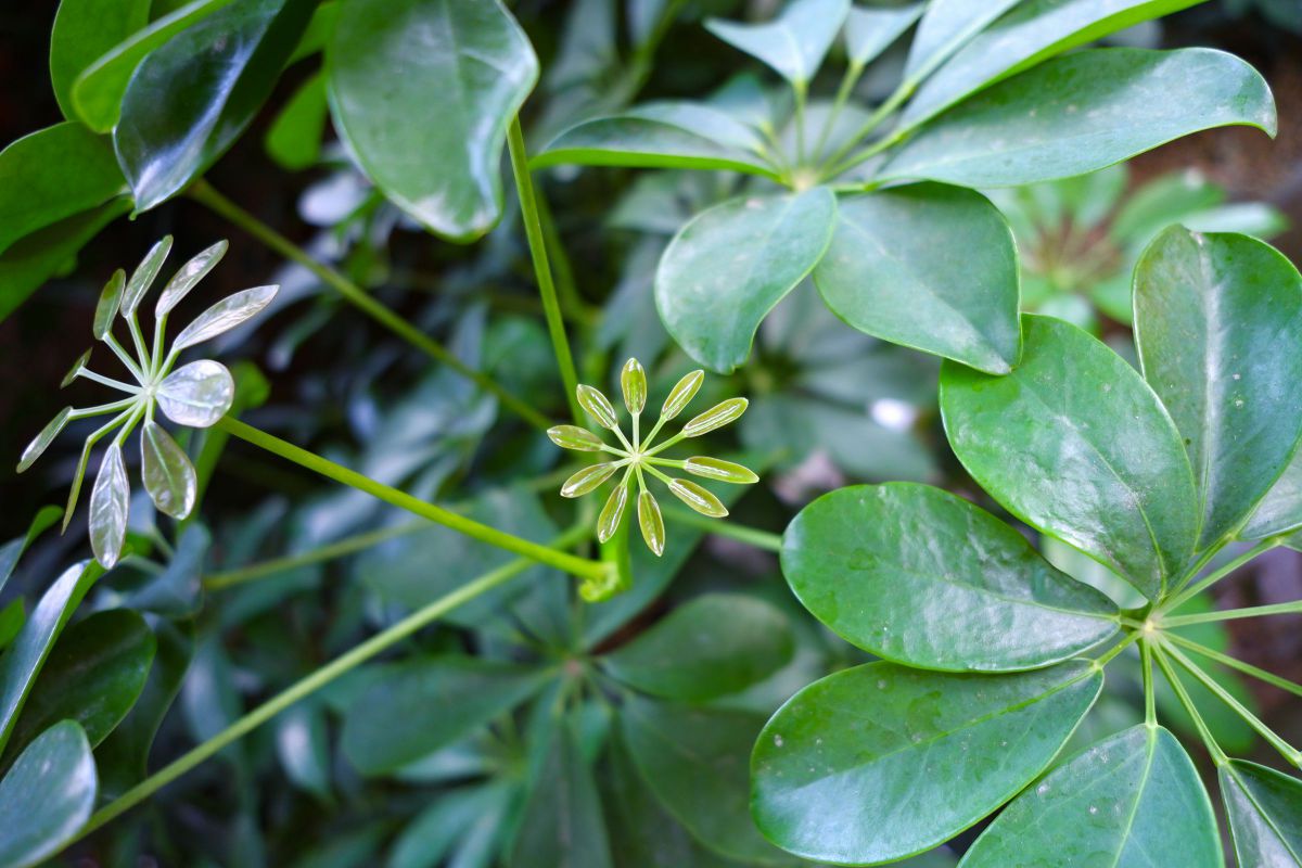 Green | GANREF
