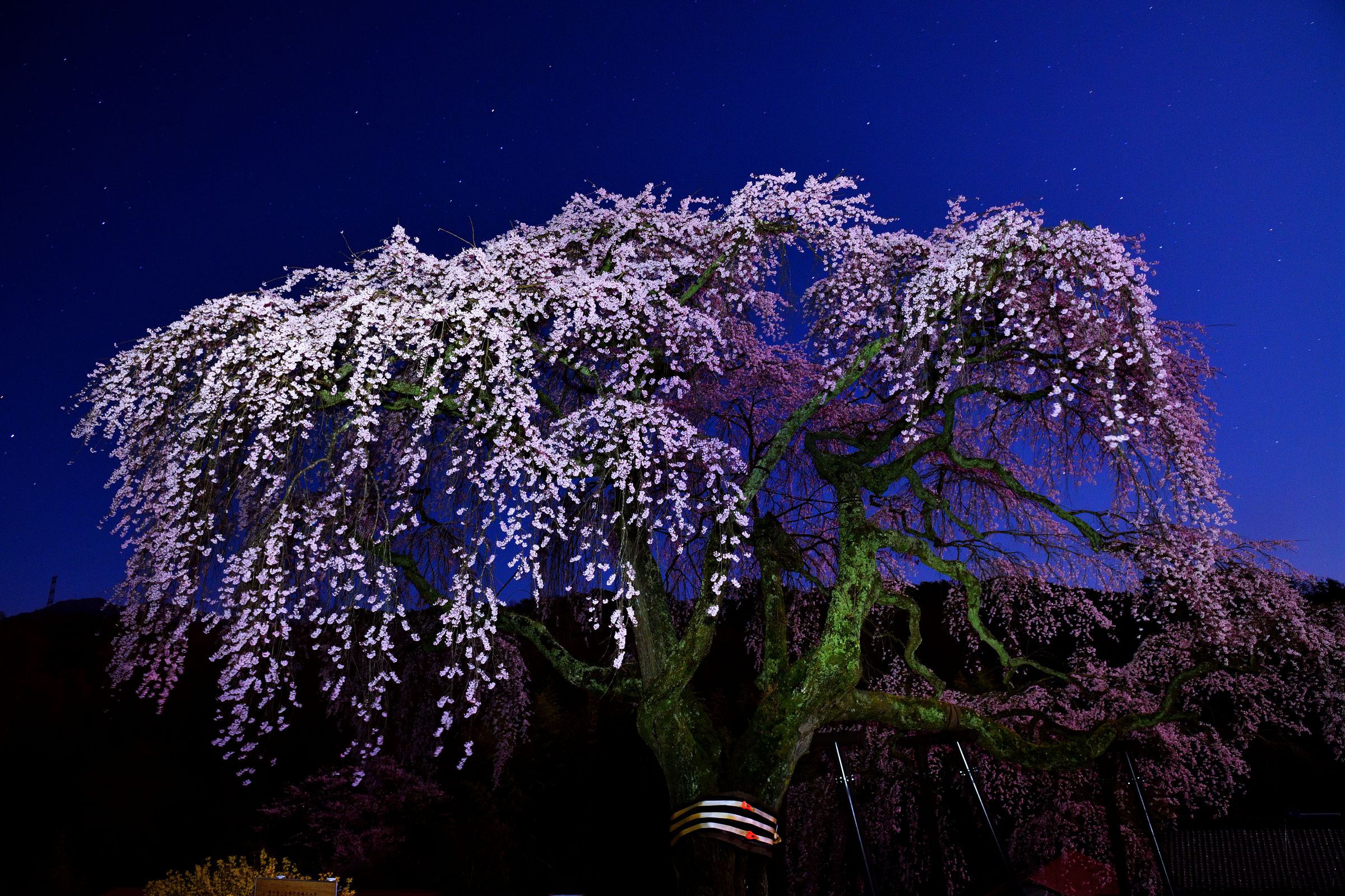 夜桜 夜桜 | GANREF