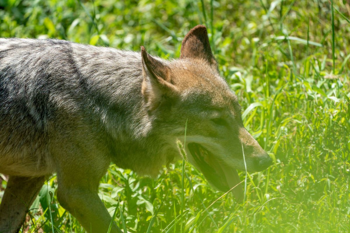 夏草と狼 動物 その他の陸の生物 Ganref