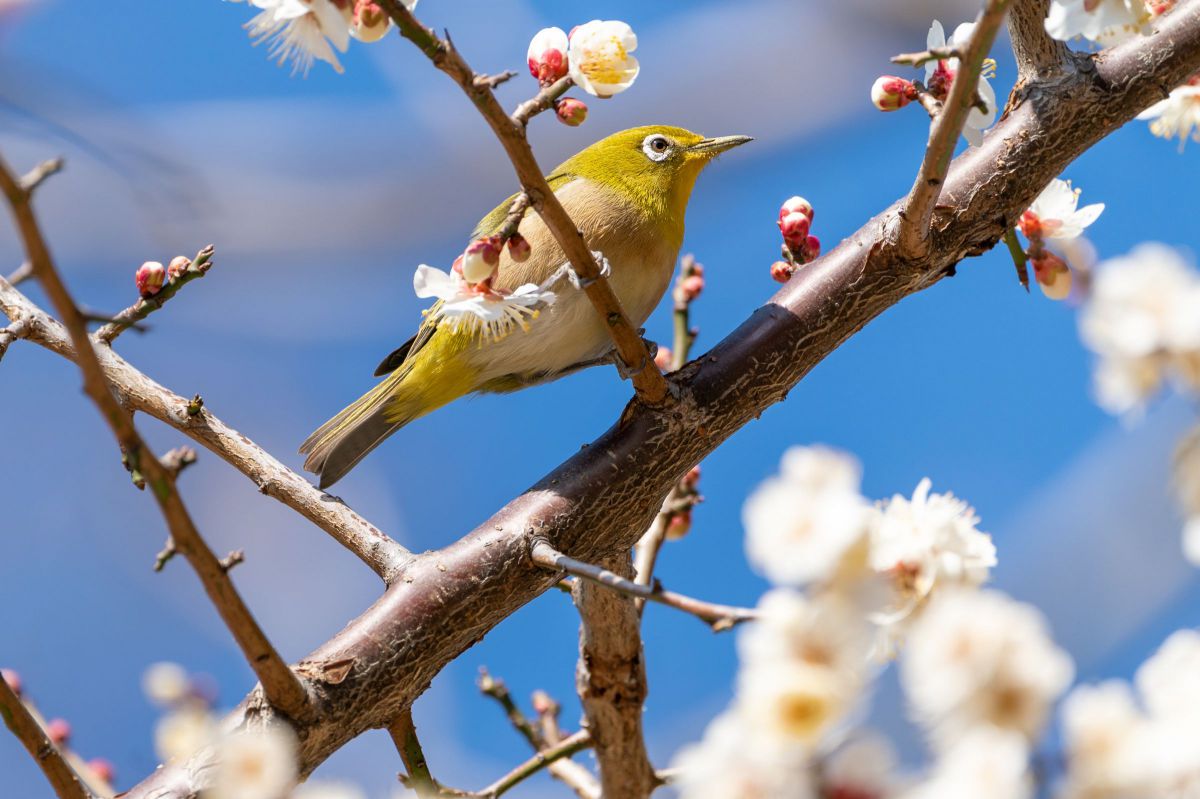 春の足音は頭の上から 動物 鳥類 Ganref