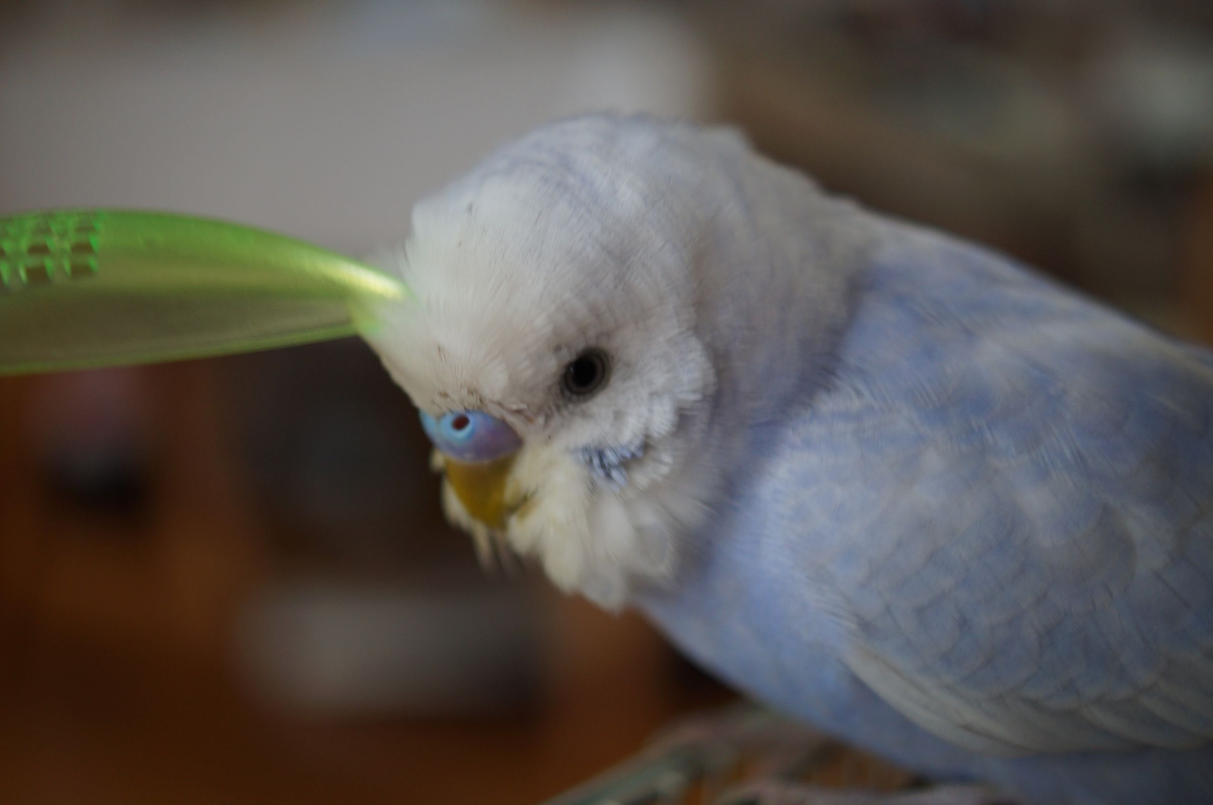 セキセイインコ5～アタマカキカキ | GANREF