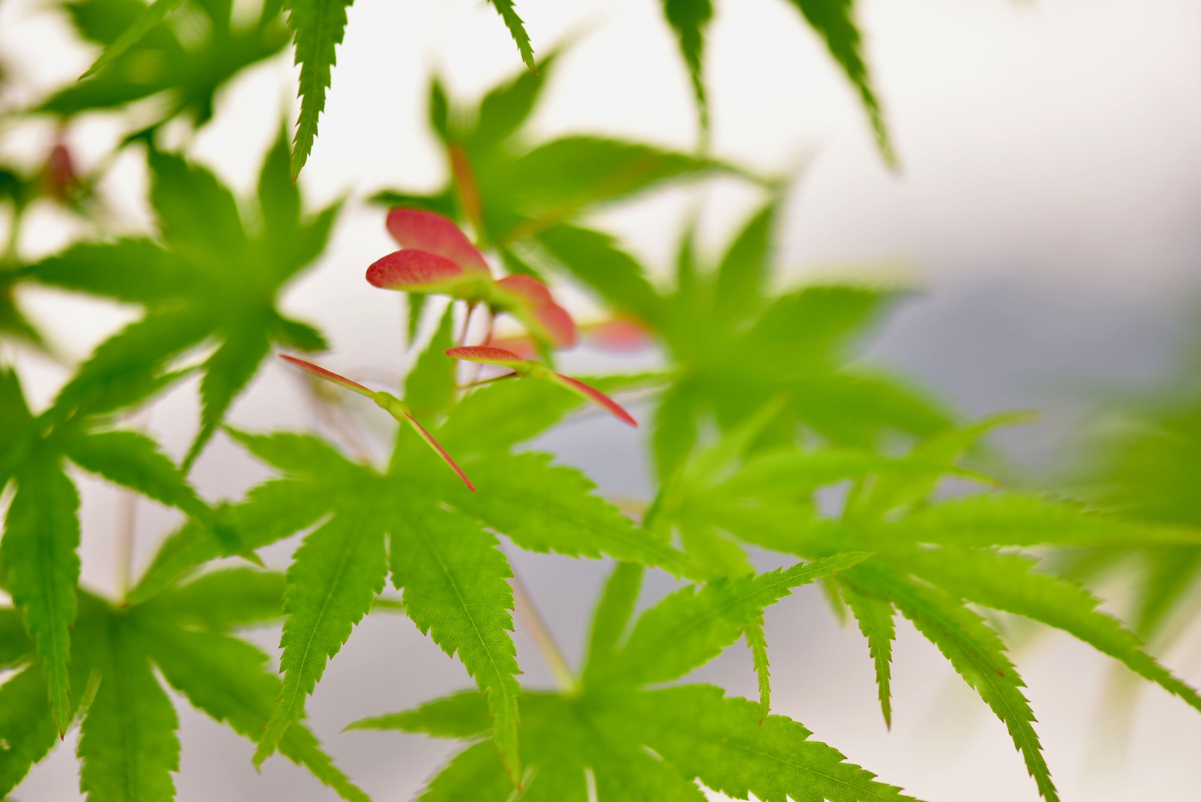 森の画廊「春もみじ」 春のもみじ | GANREF