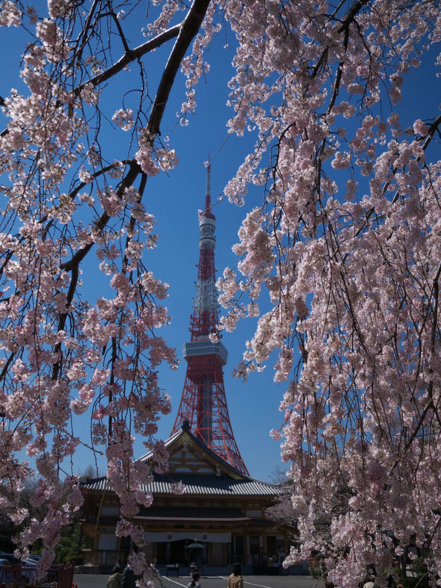 増上寺 東京タワーと枝垂桜 植物 桜 Ganref