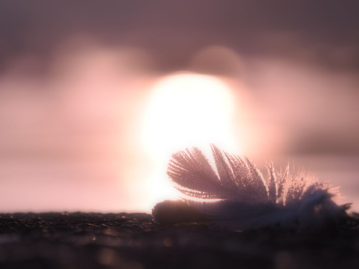 切なさ一層 夕暮れ時 動物 鳥類 Ganref