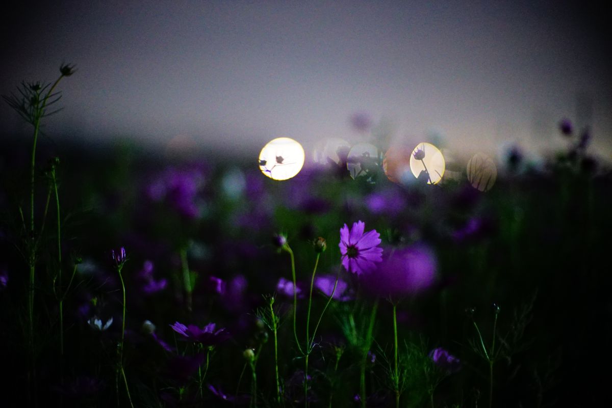 夜秋桜 植物 花 花びら Ganref