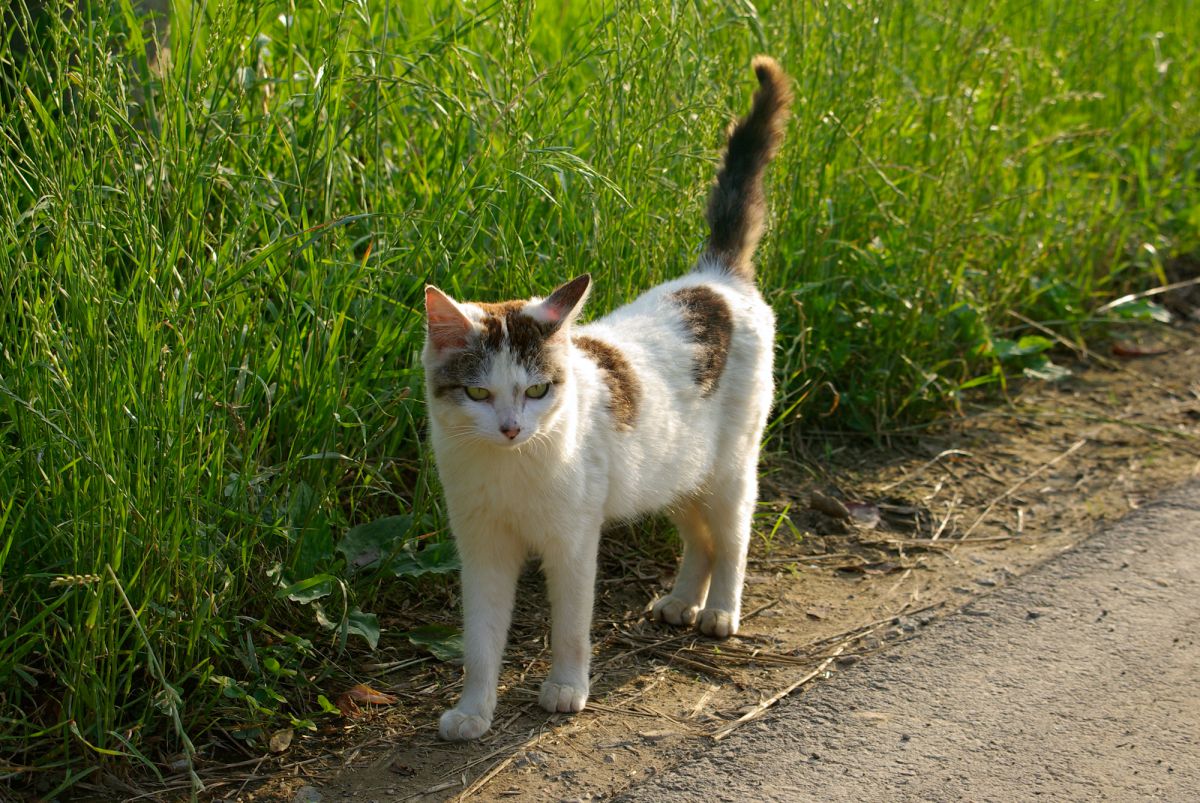 荒川河川敷に住む野良猫 | GANREF