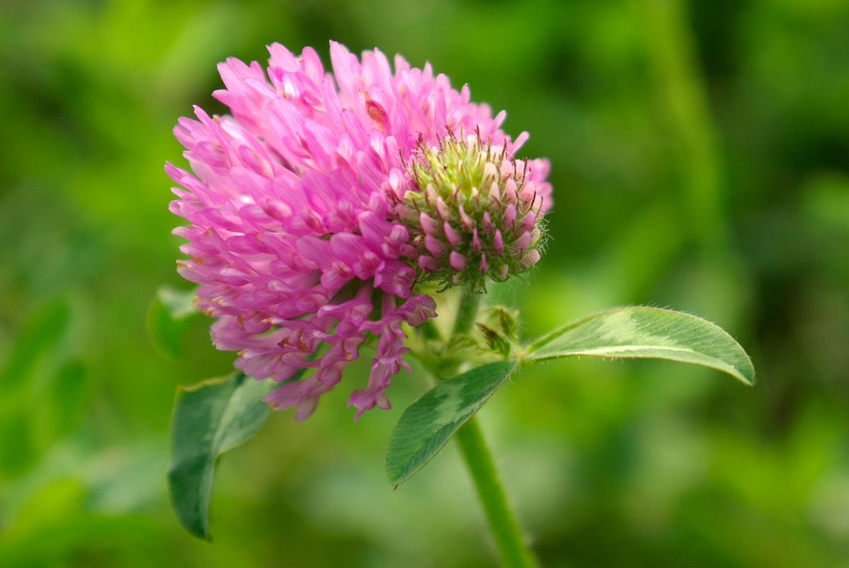 アカツメクサ 植物 花 花びら Ganref