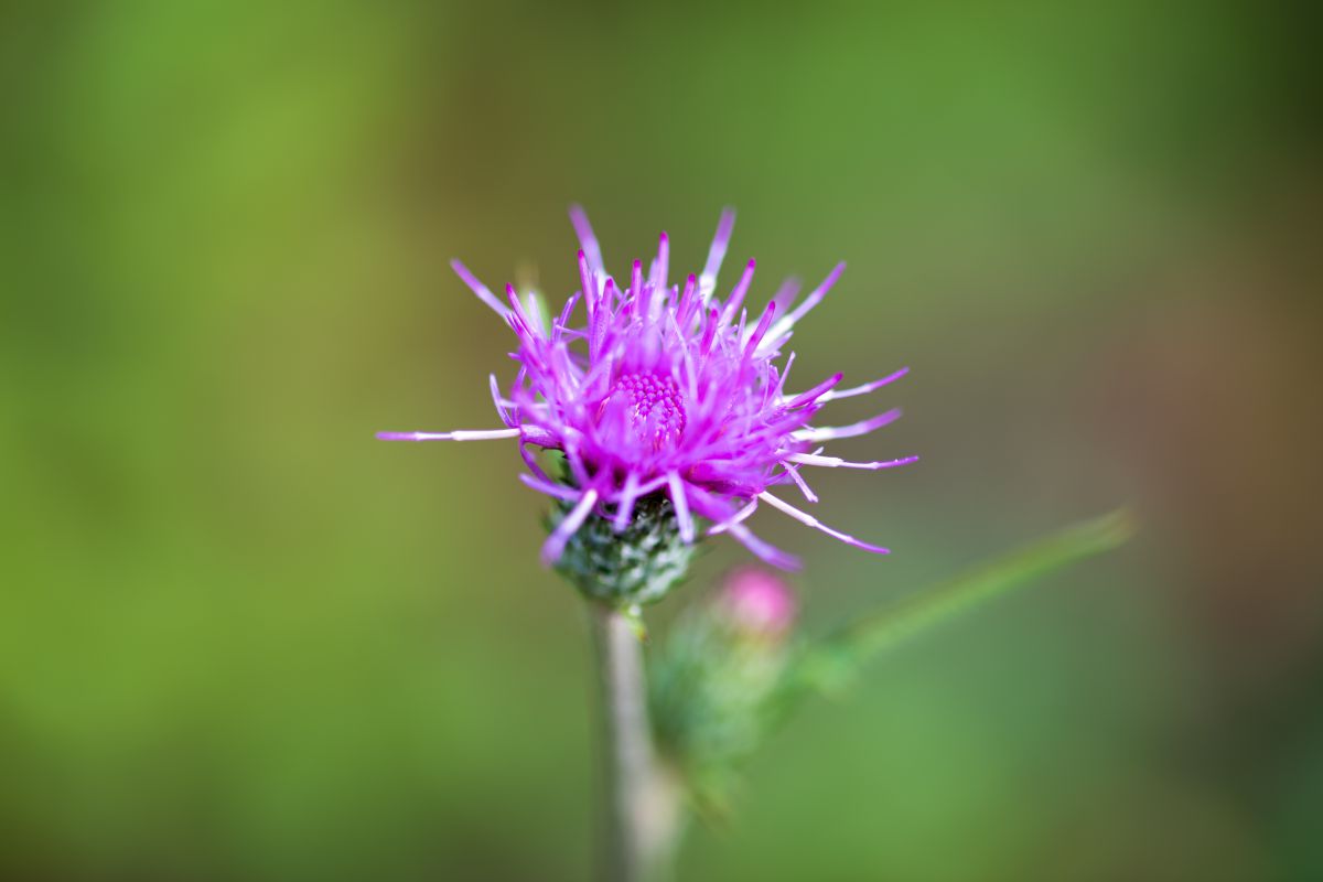 Flower Of Scotland 植物 花 花びら Ganref