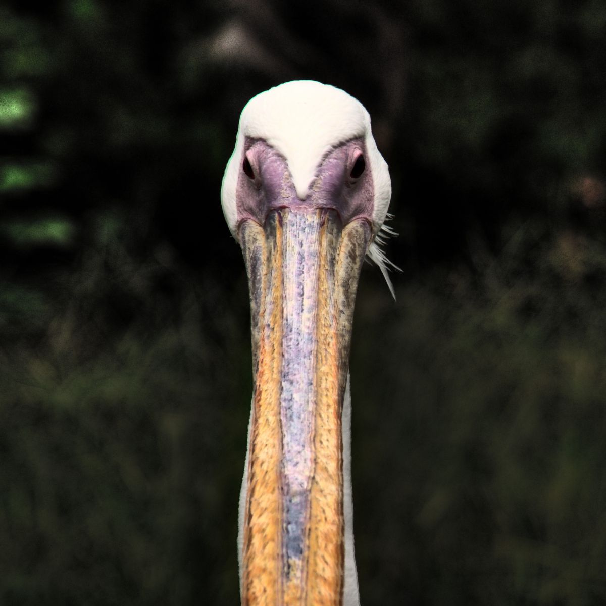 証明写真 モモイロペリカン編 動物 鳥類 Ganref