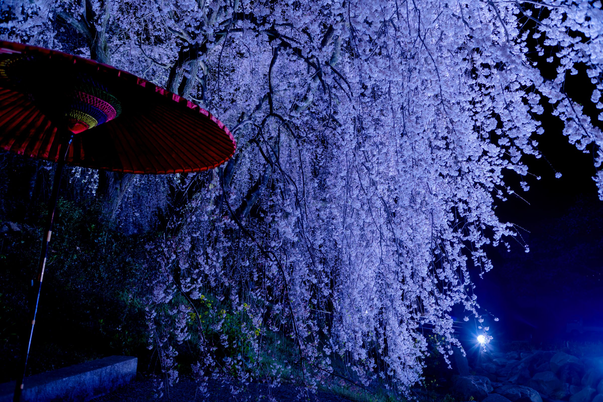 枝垂れ桜と夜の野点 | GANREF