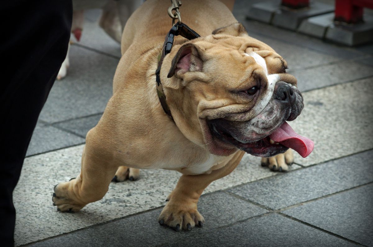 進撃のbull 動物 犬 Ganref