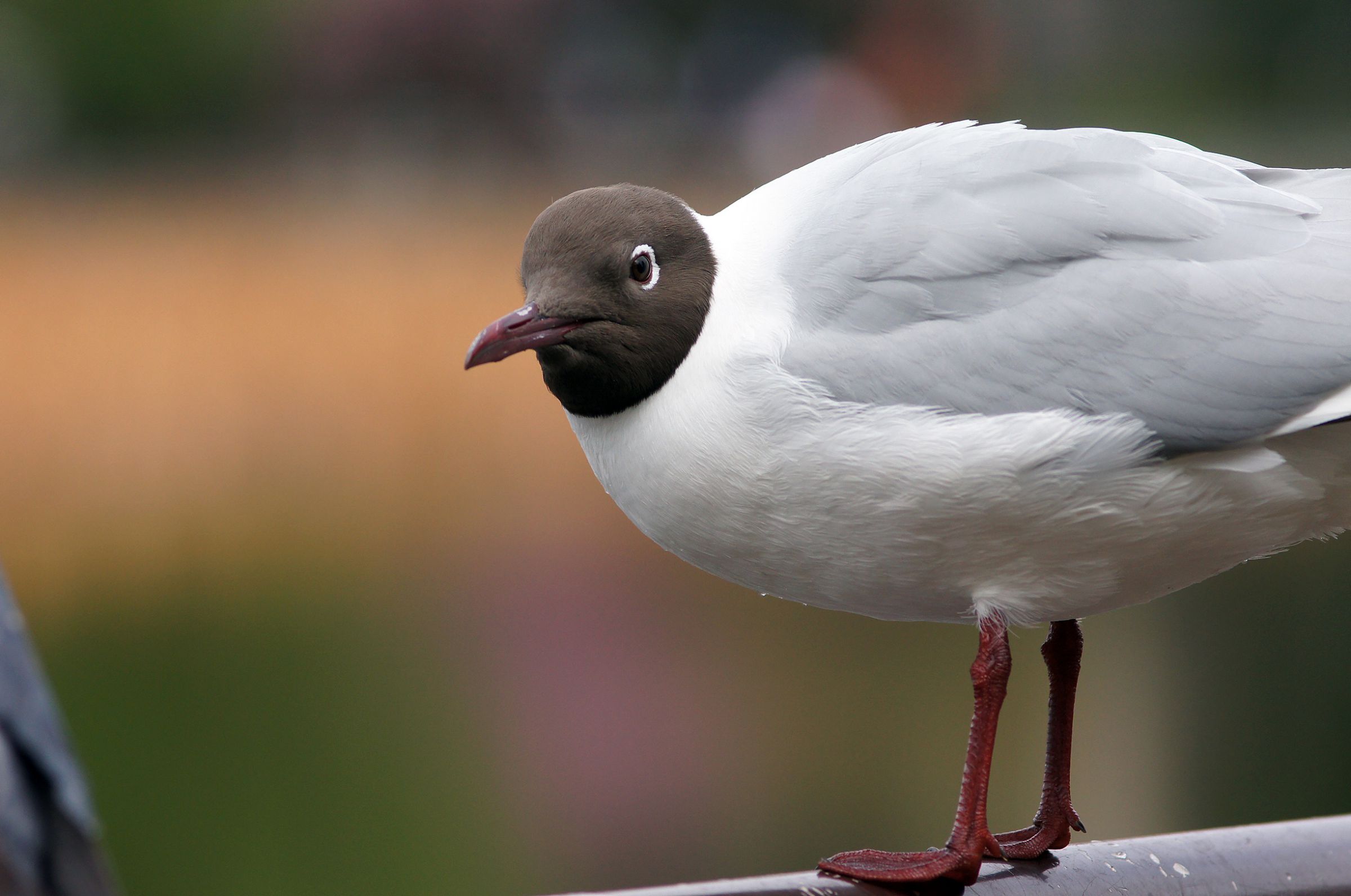 ガングロ ガングロ | GANREF