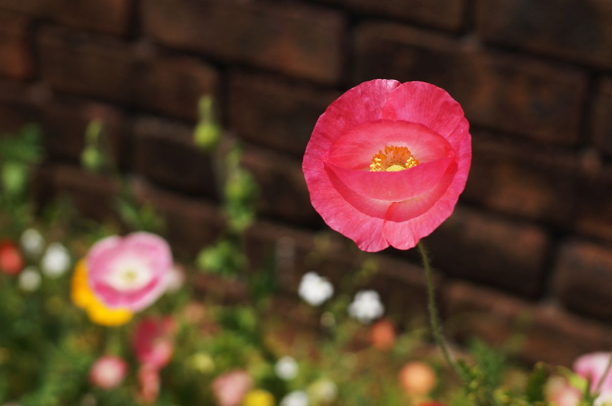饒舌な花 植物 花 花びら Ganref