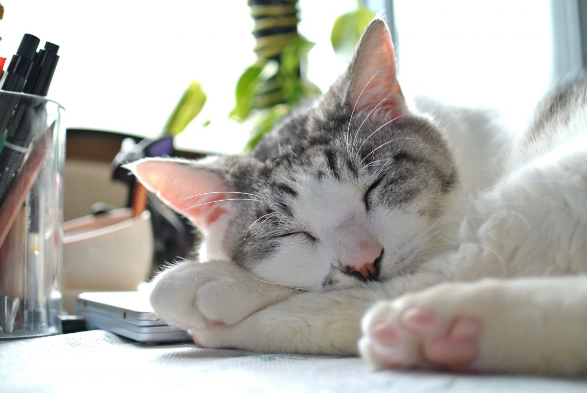 すぴー 動物 猫 Ganref