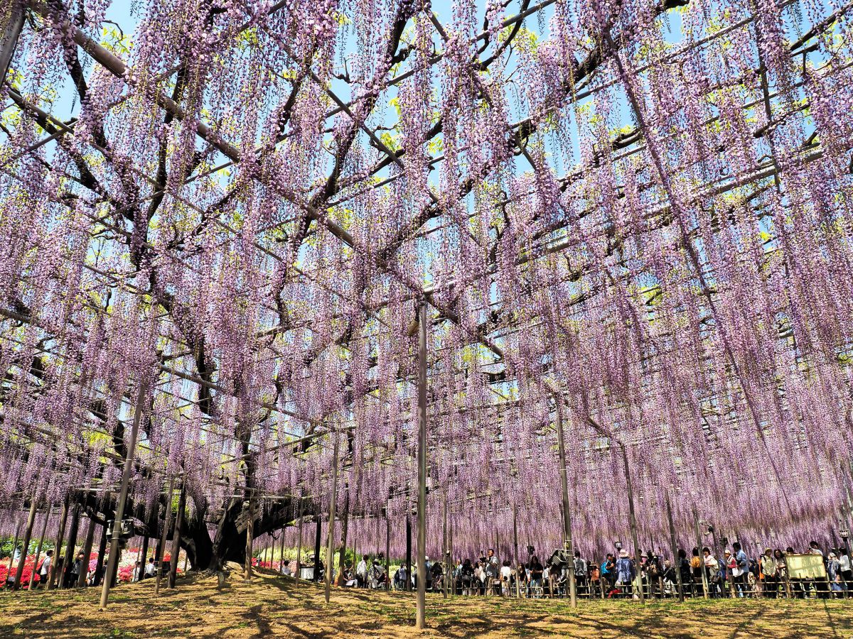 奇跡の大藤 GANREF