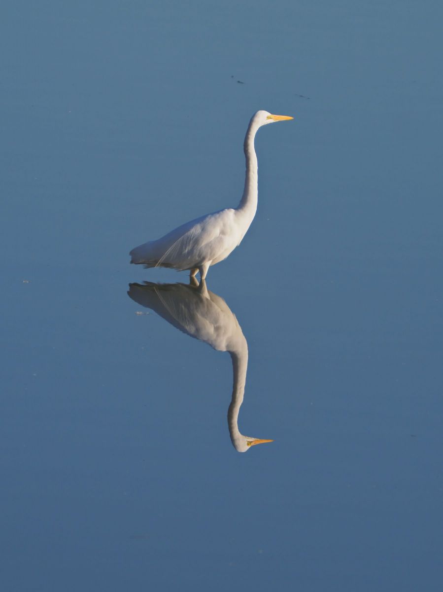 Reflection | GANREF