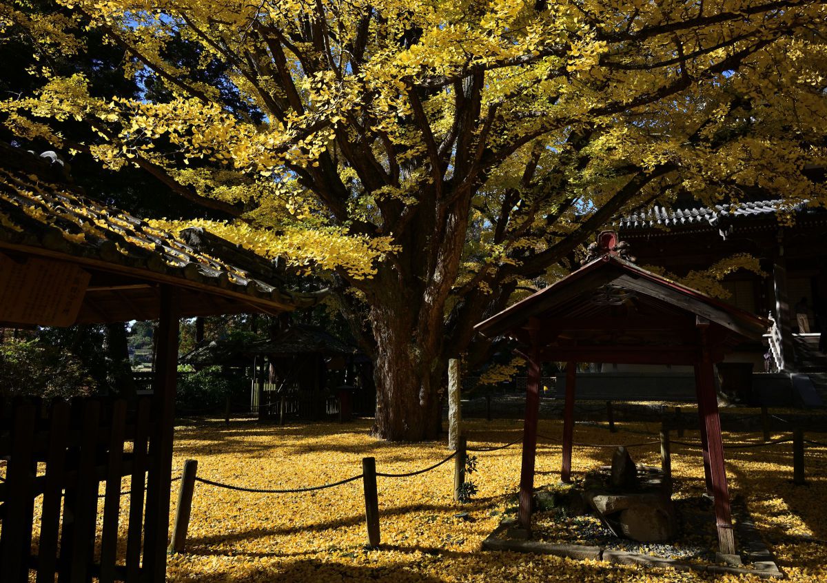 稲田禅房西念寺のイチョウ | GANREF