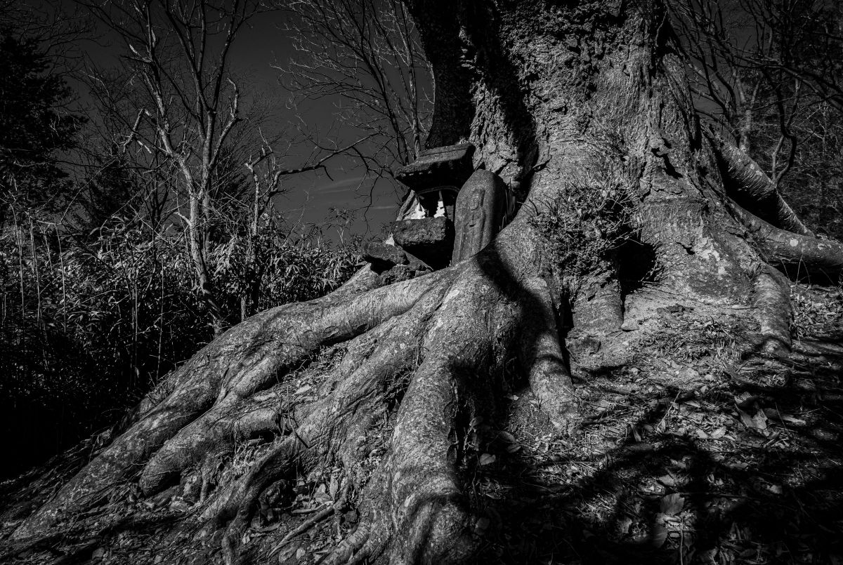 NIKKOR Z 24-200mm f/4-6.3 VRで撮影された写真 | 写真検索 | GANREF