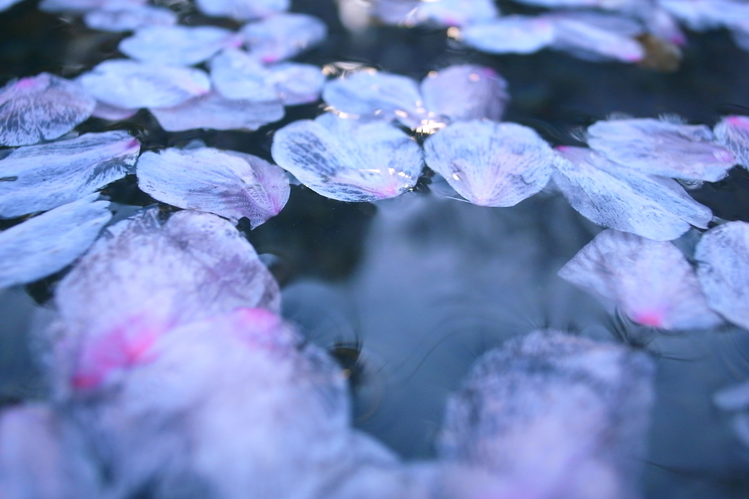 花筏 | GANREF