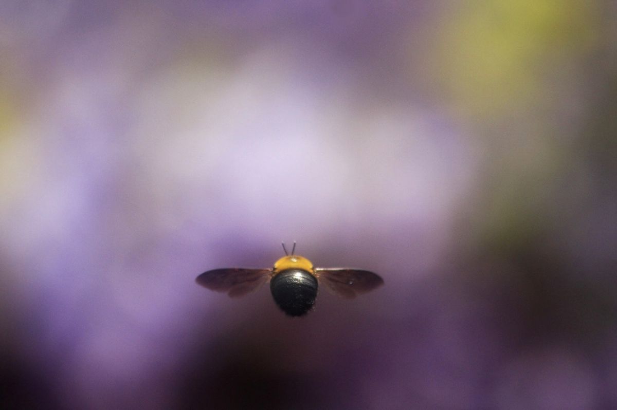 クマバチ 動物 虫 昆虫 Ganref