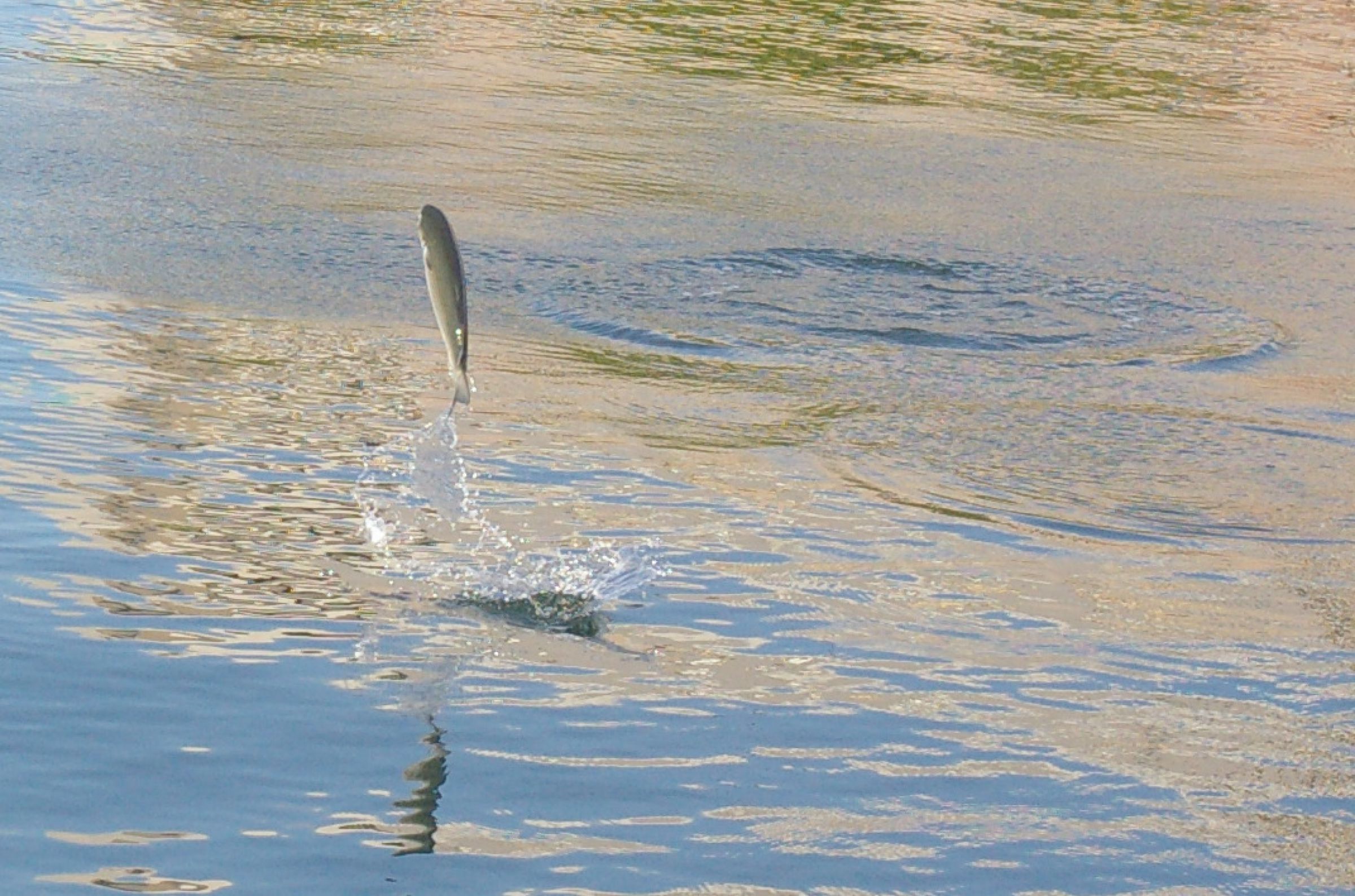 ぴょんぴょんお魚 | GANREF