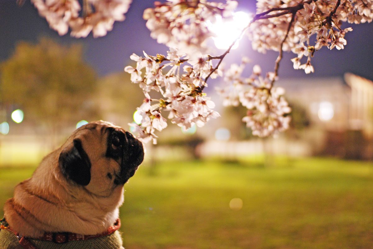 パグと桜 動物 犬 Ganref