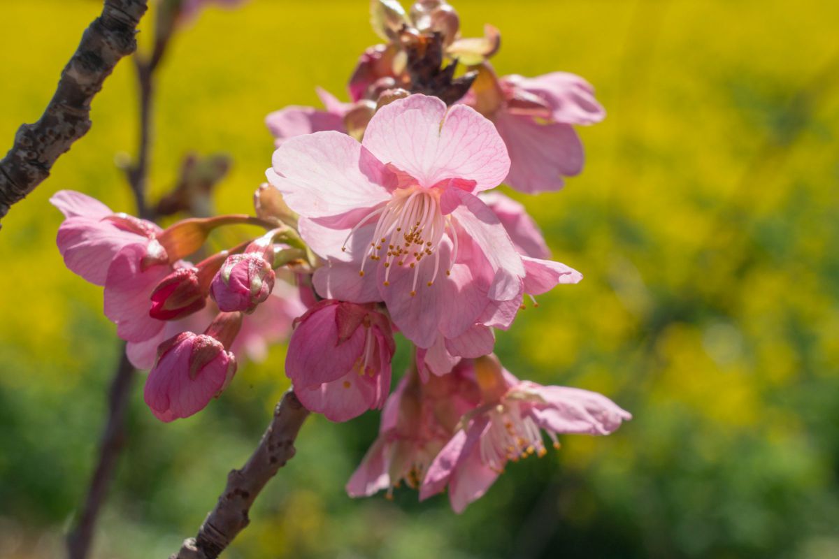 spring color.jpg | GANREF