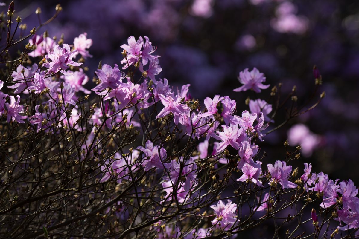 ハヤトミツバツツジ 植物 花 花びら Ganref