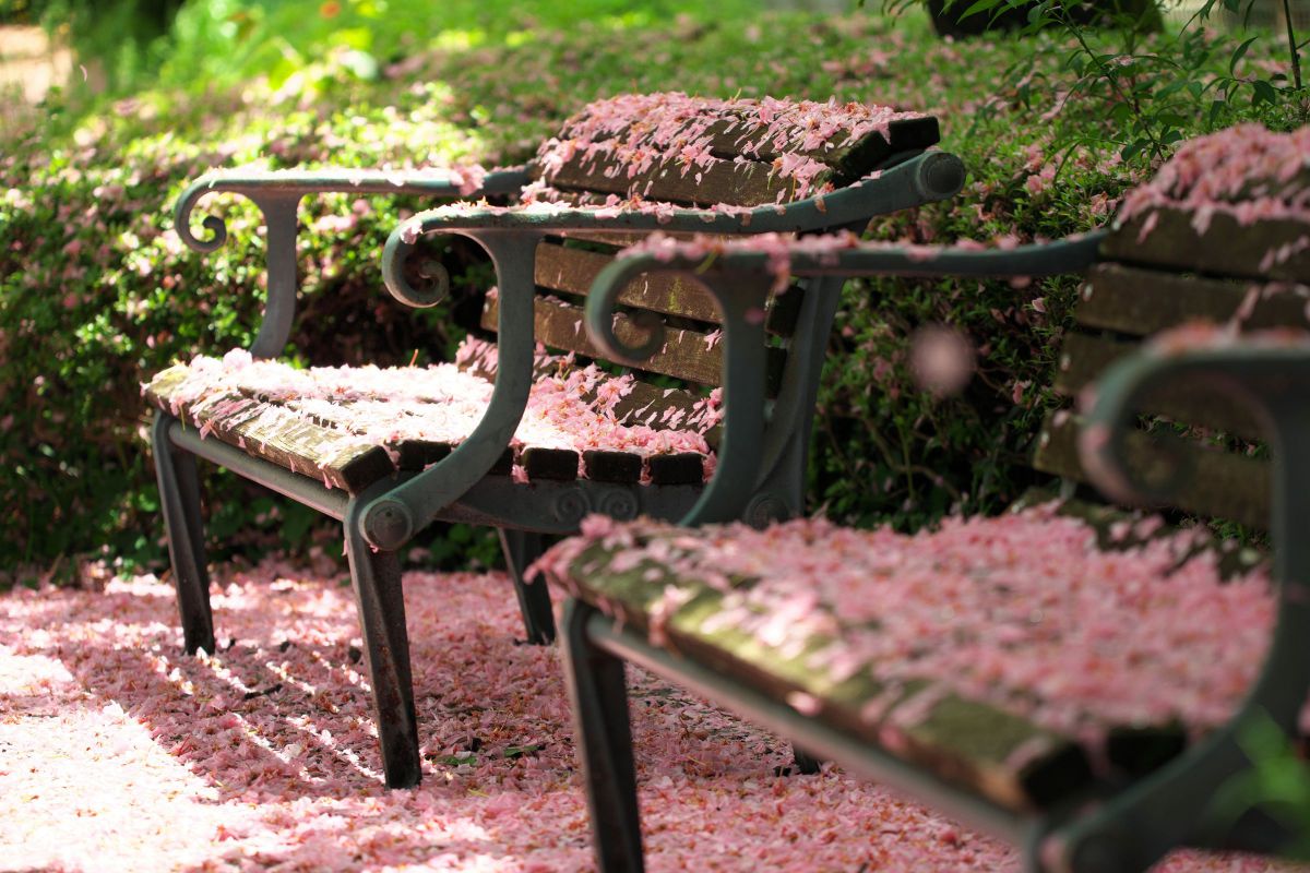 【料理撮影】Canon RF 100mm F2.8 L MACRO IS USM Canon RF100mm F2.8 L MACRO IS USMを徹底解説。作例からレビューまで