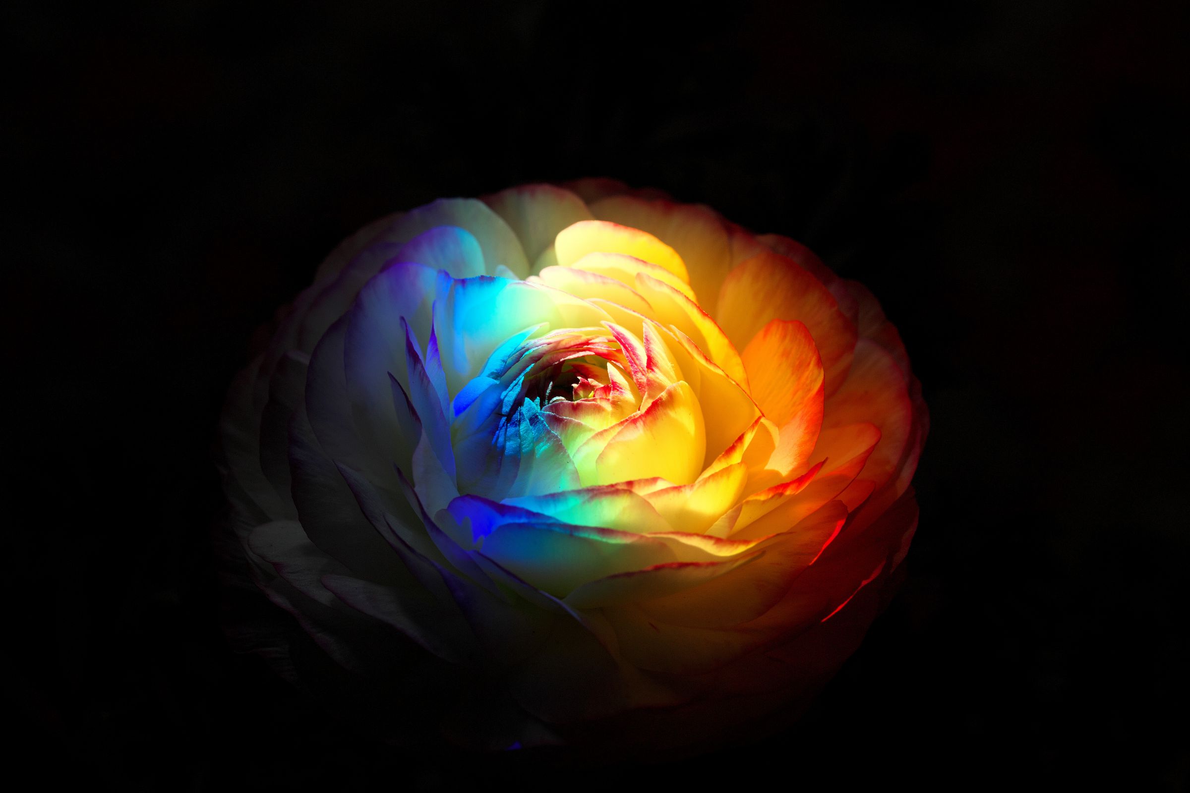 虹色の花、🌈🌈🌈 | GANREF