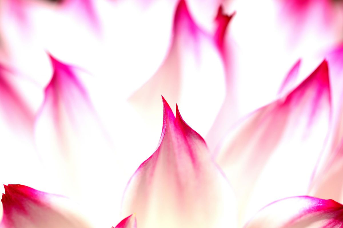 【料理撮影】Canon RF 100mm F2.8 L MACRO IS USM Canon RF100mm F2.8 L MACRO IS USMを徹底解説。作例からレビューまで