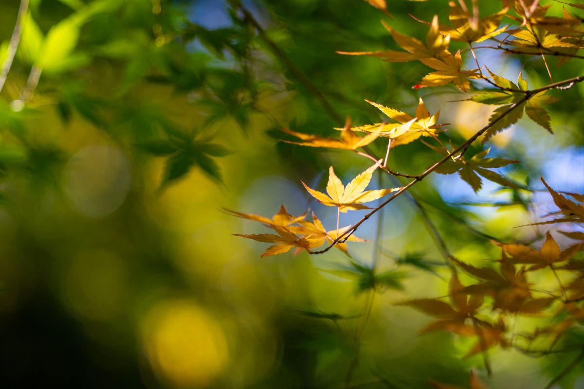 一枝、🍂🍃🪵 | GANREF