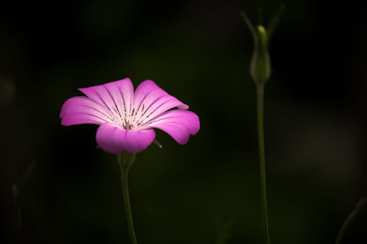 EF100-400mm F4.5-5.6L IS II USMで撮影された写真 | 写真検索 | GANREF