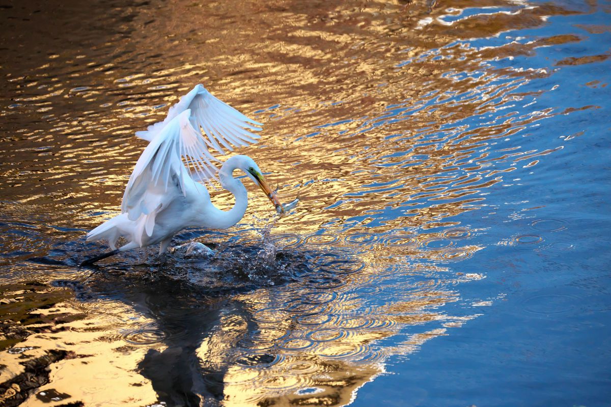 RF200-800mm F6.3-9 IS USMで撮影された写真 | 写真検索 | GANREF