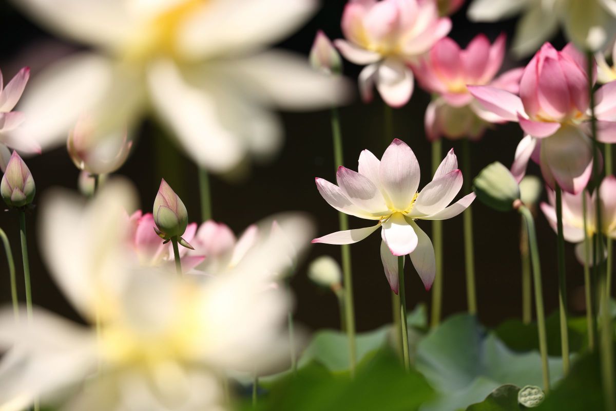 EF100-400mm F4.5-5.6L IS II USMで撮影された写真 | 写真検索 | GANREF
